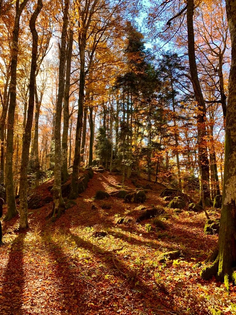 foreste casentinesi